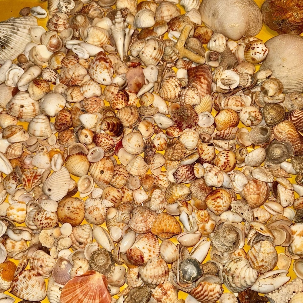 Sea shells from Vieques Puerto Rico Caribbean found on the beach 1/2 pound lb